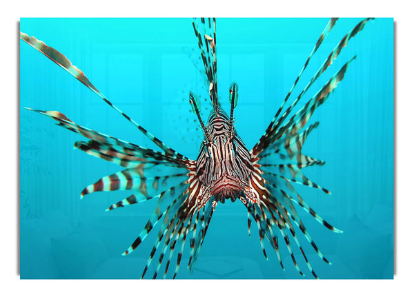 Roter Feuerfisch