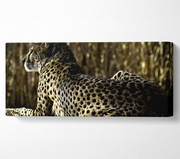 Ruhender Gepard