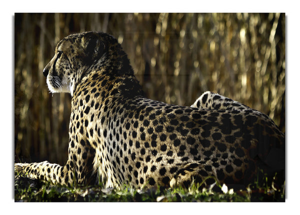 Ruhender Gepard