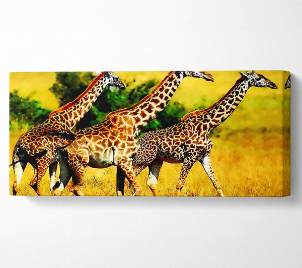 Safari-Giraffe