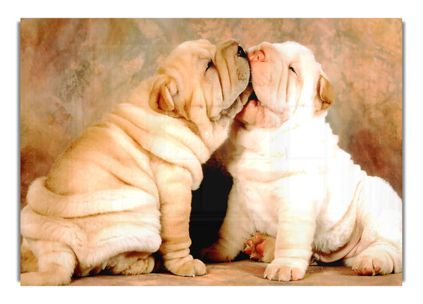 Shar Pei Welpen