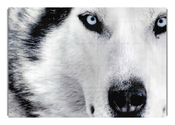 Augen eines Siberian Husky