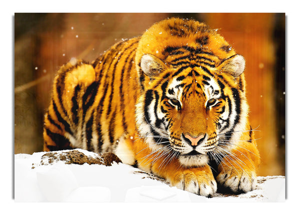 Sibirischer Schneetiger