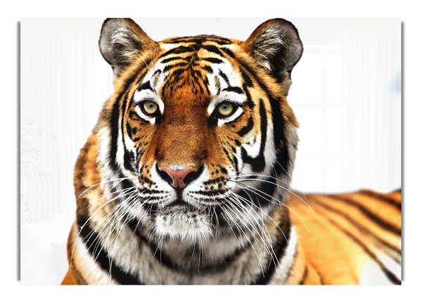 Sibirischer Tiger