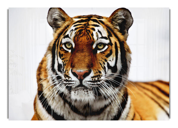 Sibirischer Tiger - Wildes Leben - Leinwand