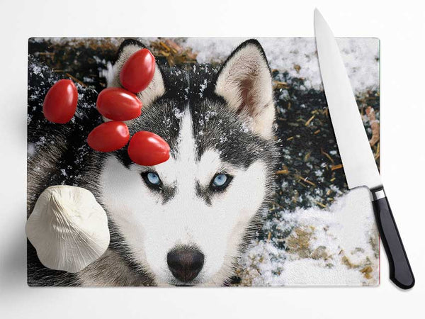 Siberian Husky Wolf Glass Chopping Board