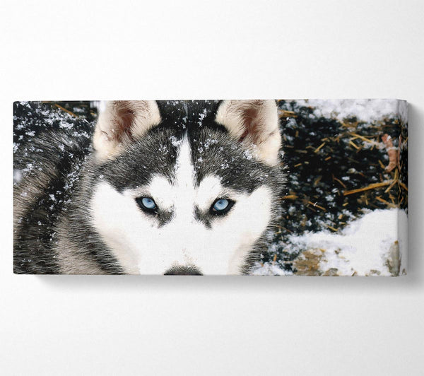 Sibirischer Husky-Wolf