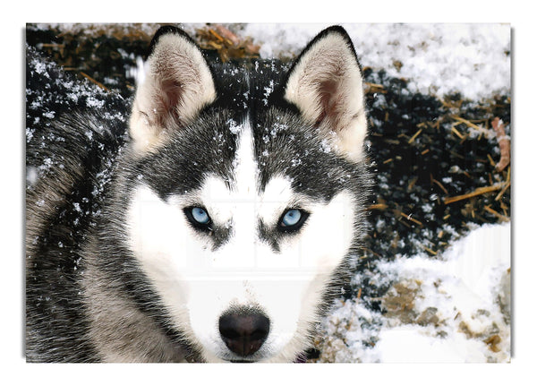 Sibirischer Wolf