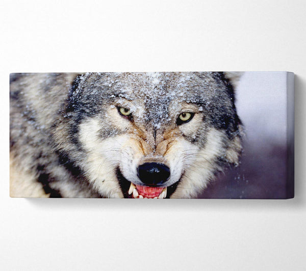 Knurrender grauer Wolf