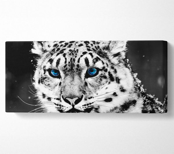 Schneeblauer Augenleopard
