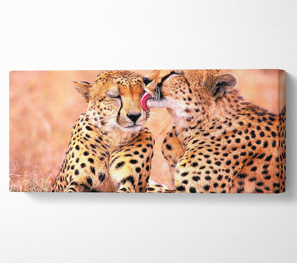 Südafrikanischer Gepard