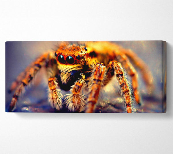 Spinne, Nahaufnahme