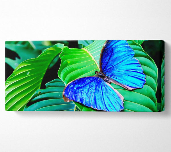 Atemberaubender blauer Schmetterling