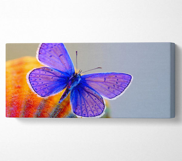 Atemberaubender Schmetterling