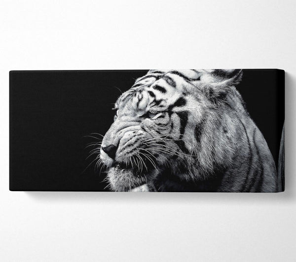 Tiger schwarz und weiß 2