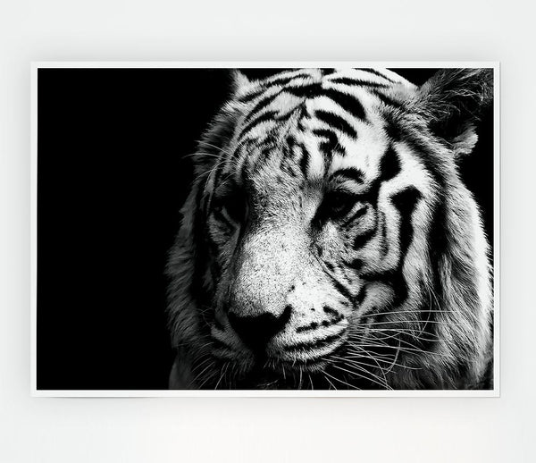Tiger Black And White Print Poster Wall Art