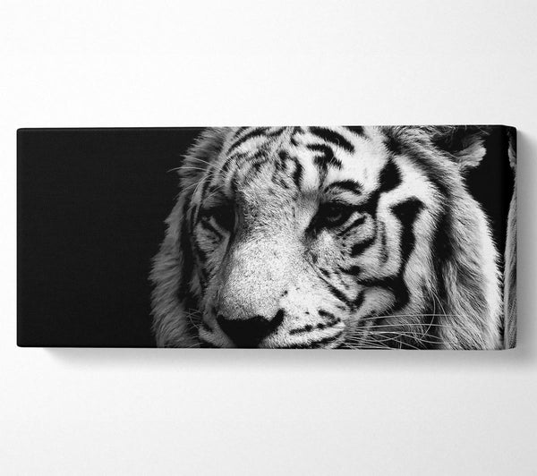 Tiger schwarz und weiß