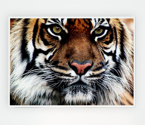 Tiger Face Print Poster Wall Art