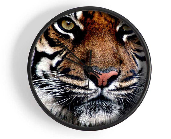 Tiger Face Clock - Wallart-Direct UK