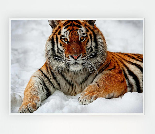 Tiger In Snow Print Poster Wall Art