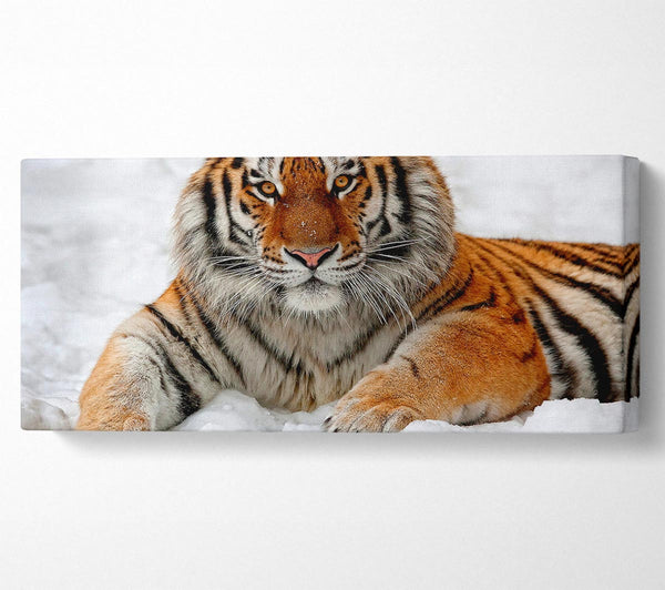 Tiger im Schnee