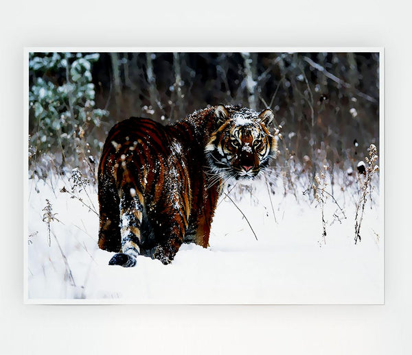 Tiger In The Snow Print Poster Wall Art