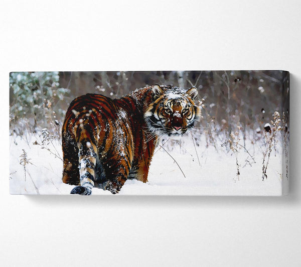 Tiger im Schnee