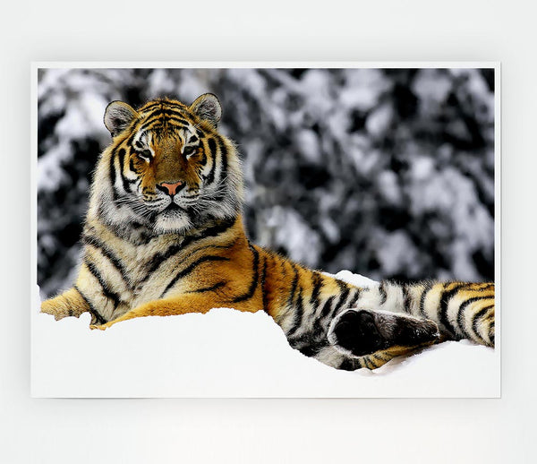 Tiger In Winter Print Poster Wall Art