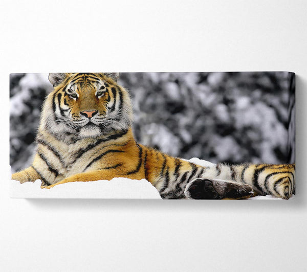 Tiger im Winter