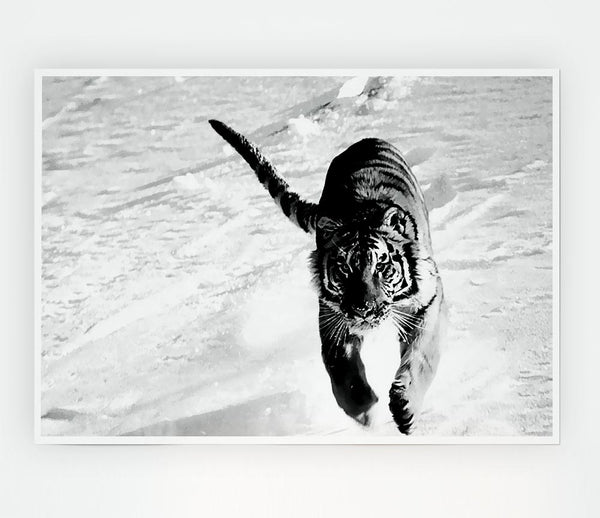 Tiger Running In Snow Print Poster Wall Art