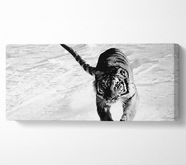 Tiger läuft im Schnee