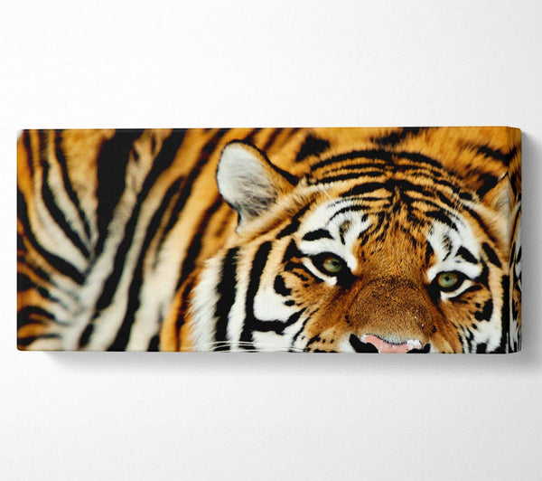 Tiger Schnee Nase