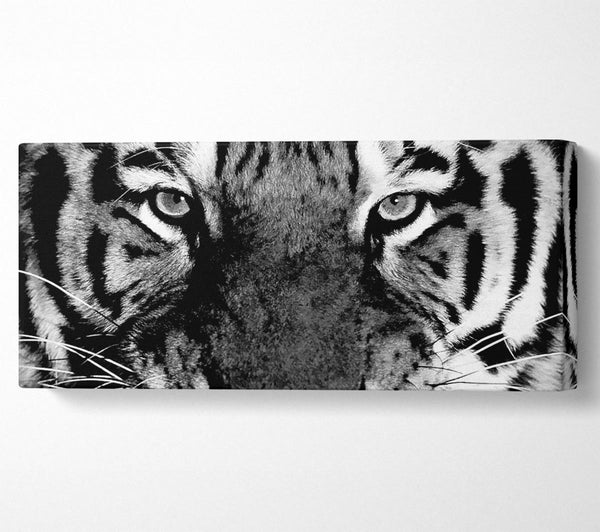 Tiger Stare B und W