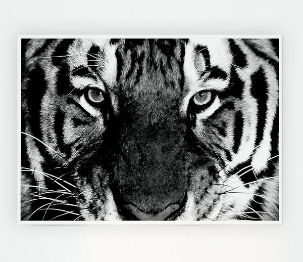 Tiger Stare B N W Print Poster Wall Art