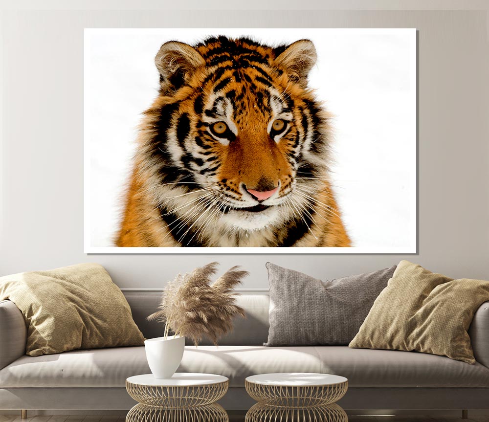 Tiger Stare Print Poster Wall Art