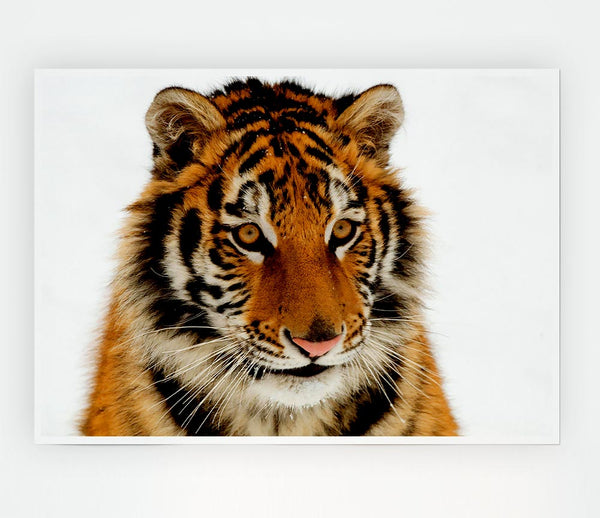 Tiger Stare Print Poster Wall Art