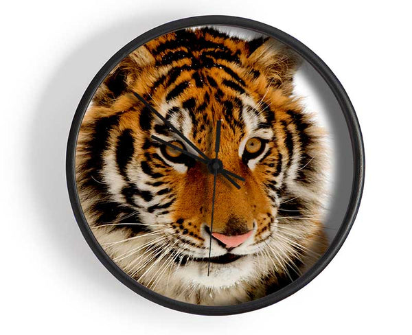 Tiger Stare Clock - Wallart-Direct UK