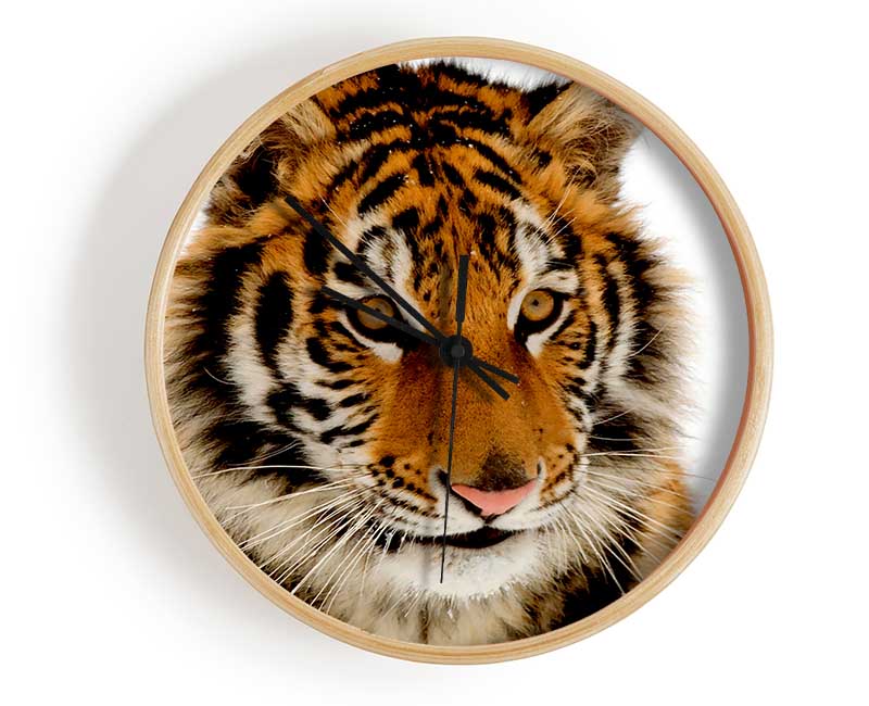 Tiger Stare Clock - Wallart-Direct UK