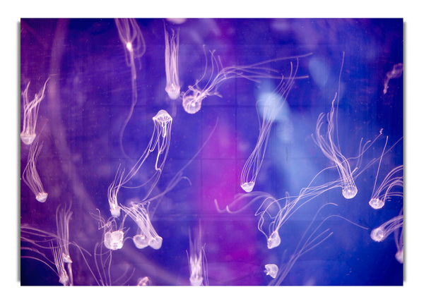 Tiny Jellyfish