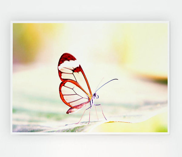 Transparent Winged Butterfly Print Poster Wall Art