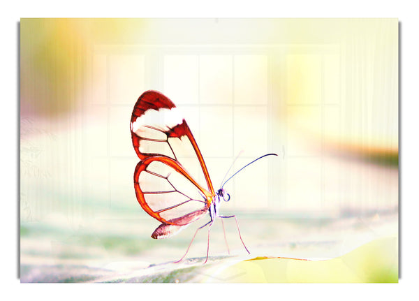 Transparent Wings Butterfly