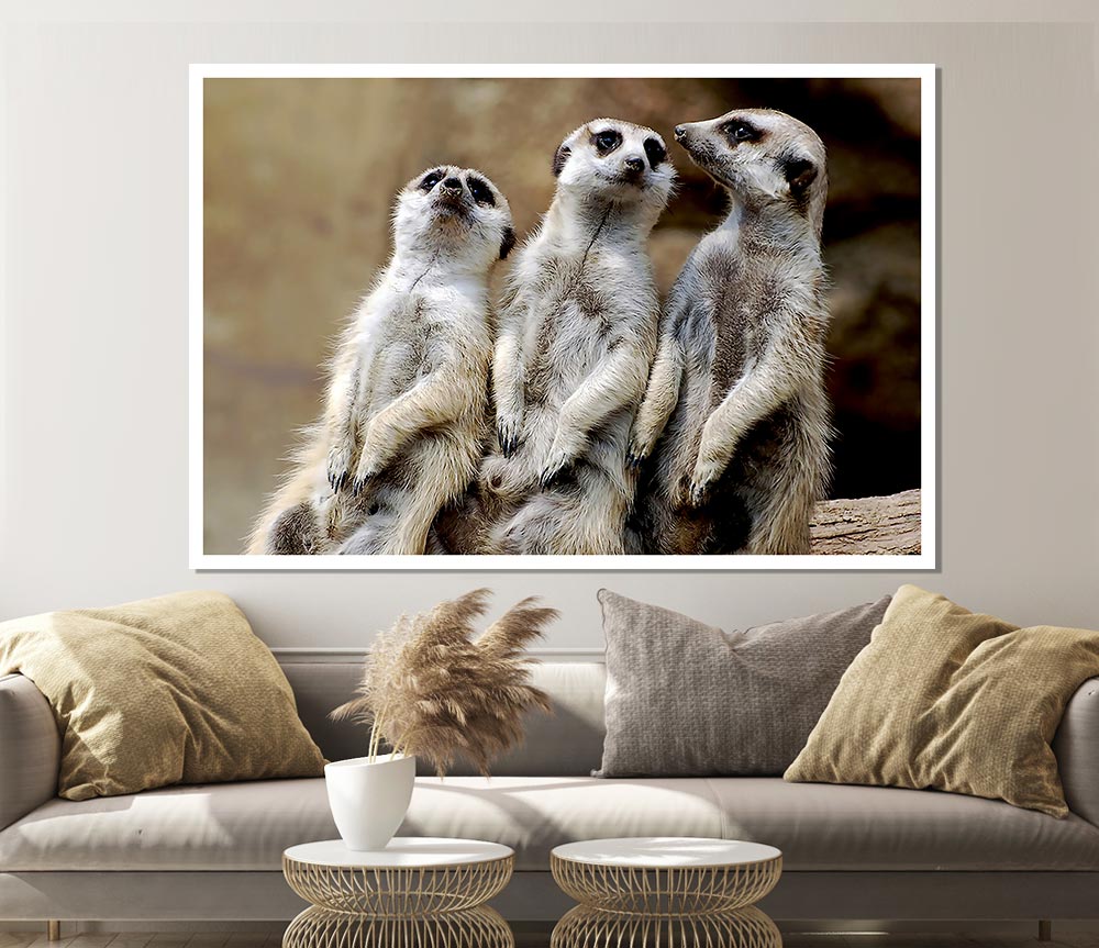 Trio Of Leaning Meerkats Print Poster Wall Art