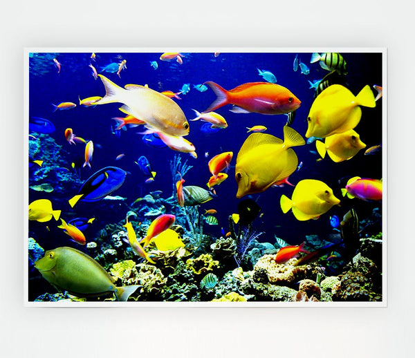 Tropical Fish Underwater Print Poster Wall Art
