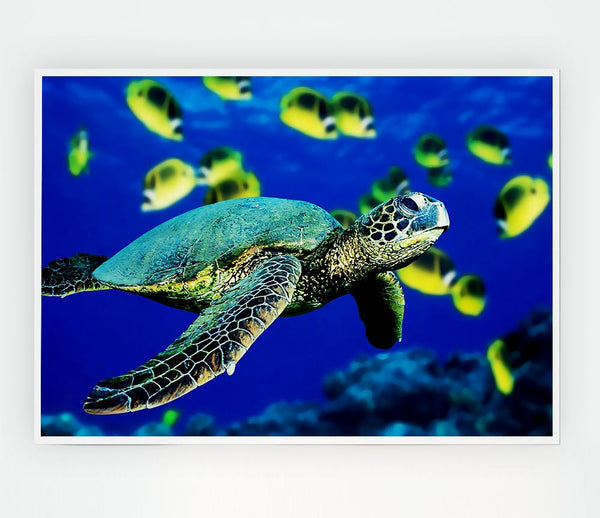 Turtle Ocean Print Poster Wall Art