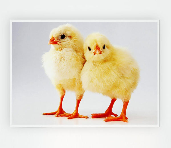 Two Little Chicks Print Poster Wall Art