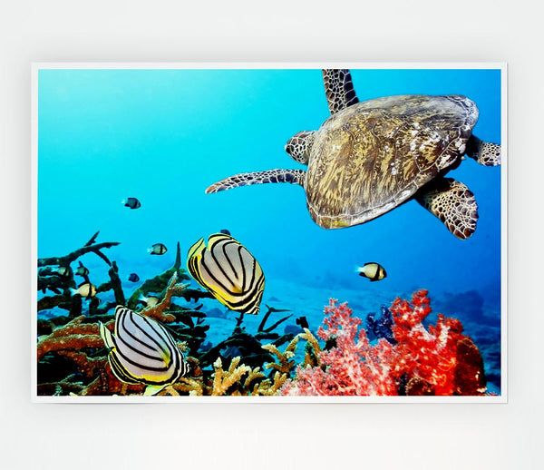 Underwater Turtle And Fish Print Poster Wall Art