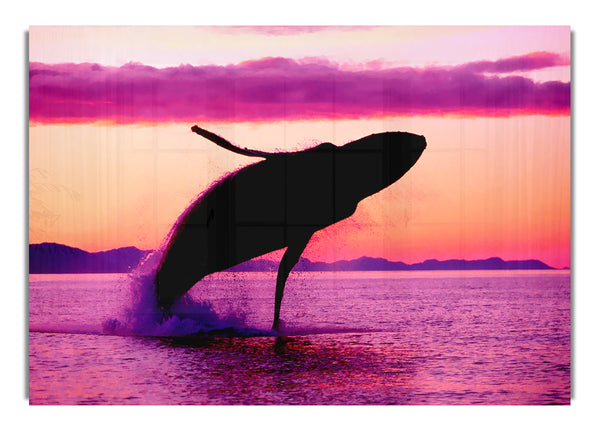 Whale Fun