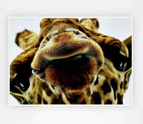 What Are You Looking At Giraffe Print Poster Wall Art