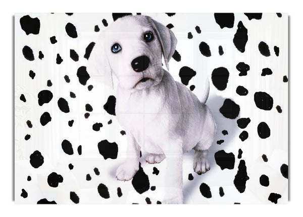 Where'S My Spots Dalmatian