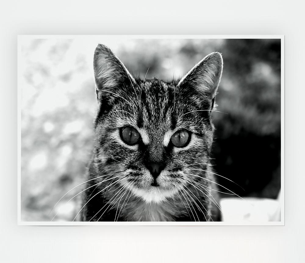 Whiskers Print Poster Wall Art